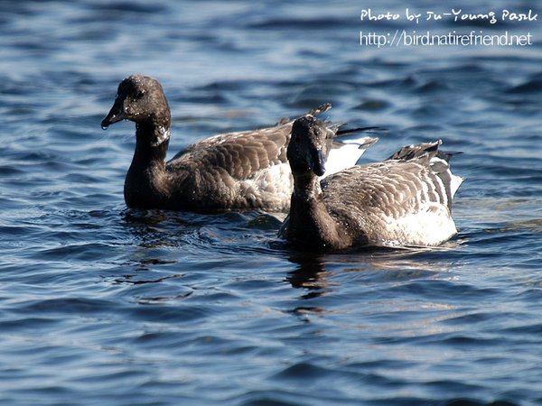 흑기러기  Brent Goose